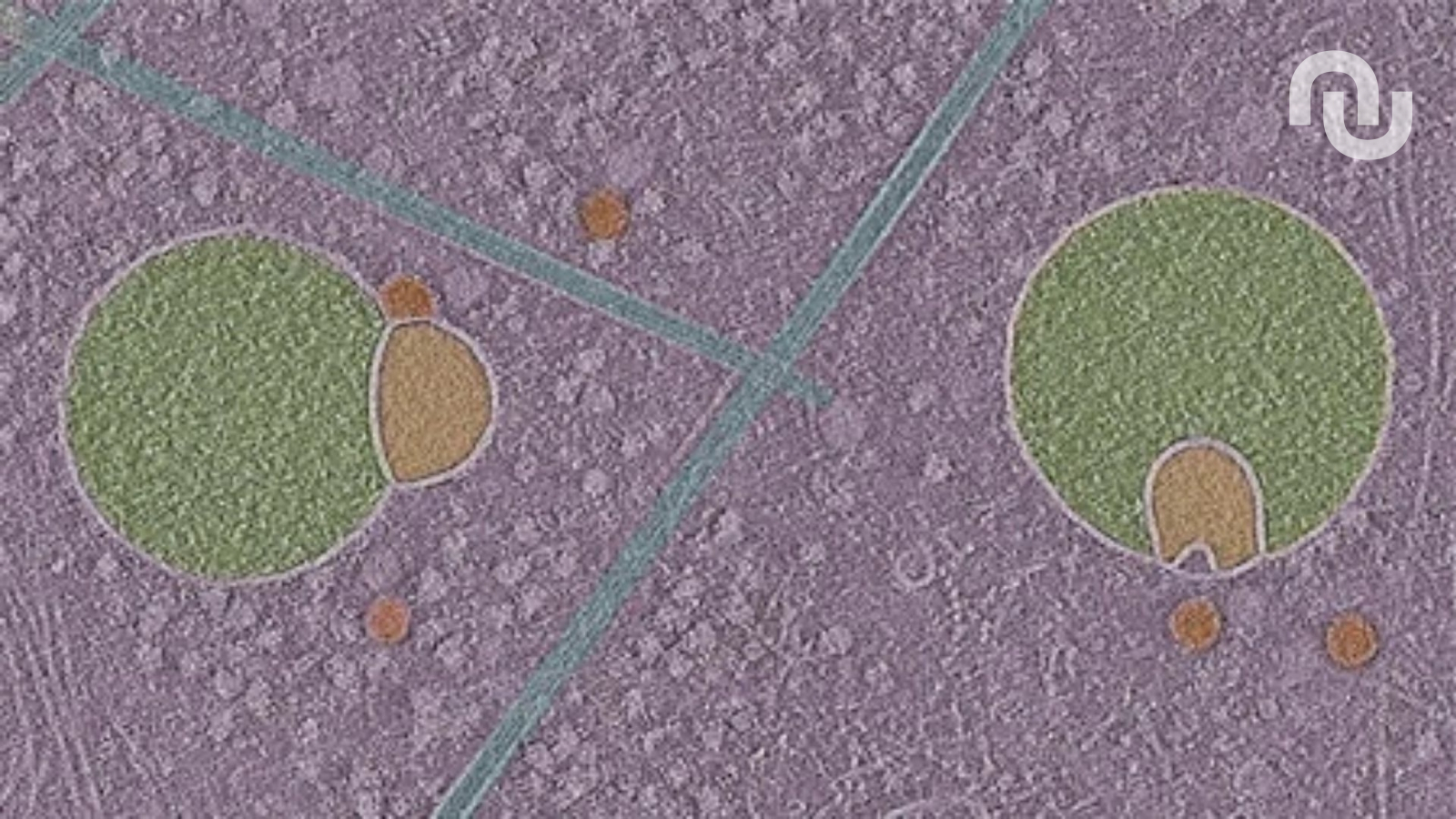 Une structure insoupçonnée dans nos cellules découverte pour la première fois