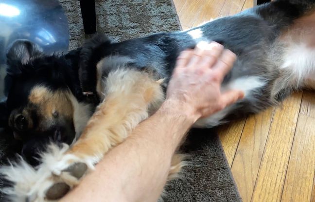 A Toulouse, on peut désormais s’enfuir sans crainte pour son chat ou son chien