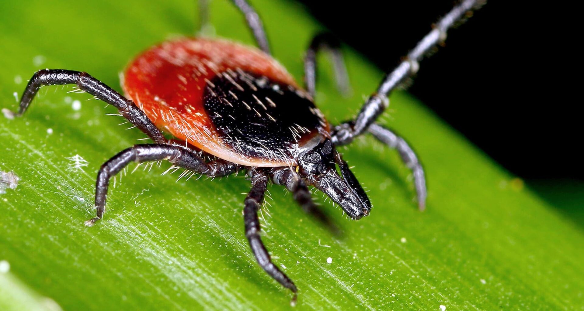 tique du mouton Lyme
