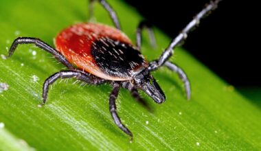 tique du mouton Lyme