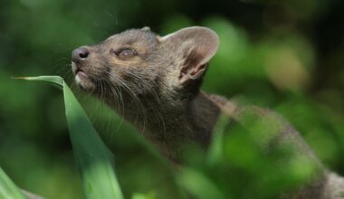 Rare naissance de trois fossas au zoo de Paris : les photos de leurs premiers pas