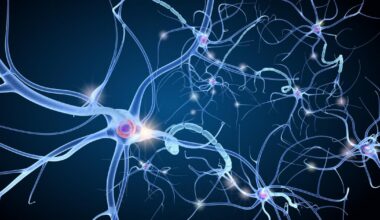 Le cerveau fabrique bel et bien des nouveaux neurones à tout âge