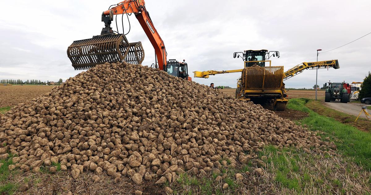 face à une pétition «orchestrée», les syndicats agricoles défendent la loi Duplomb