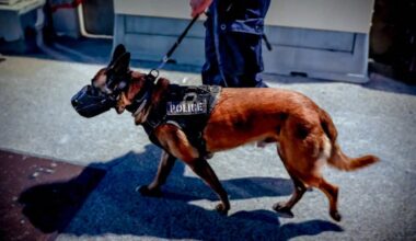 l'agresseur au couteau d'une adolescente arrêté grâce au flair d'un chien de la police