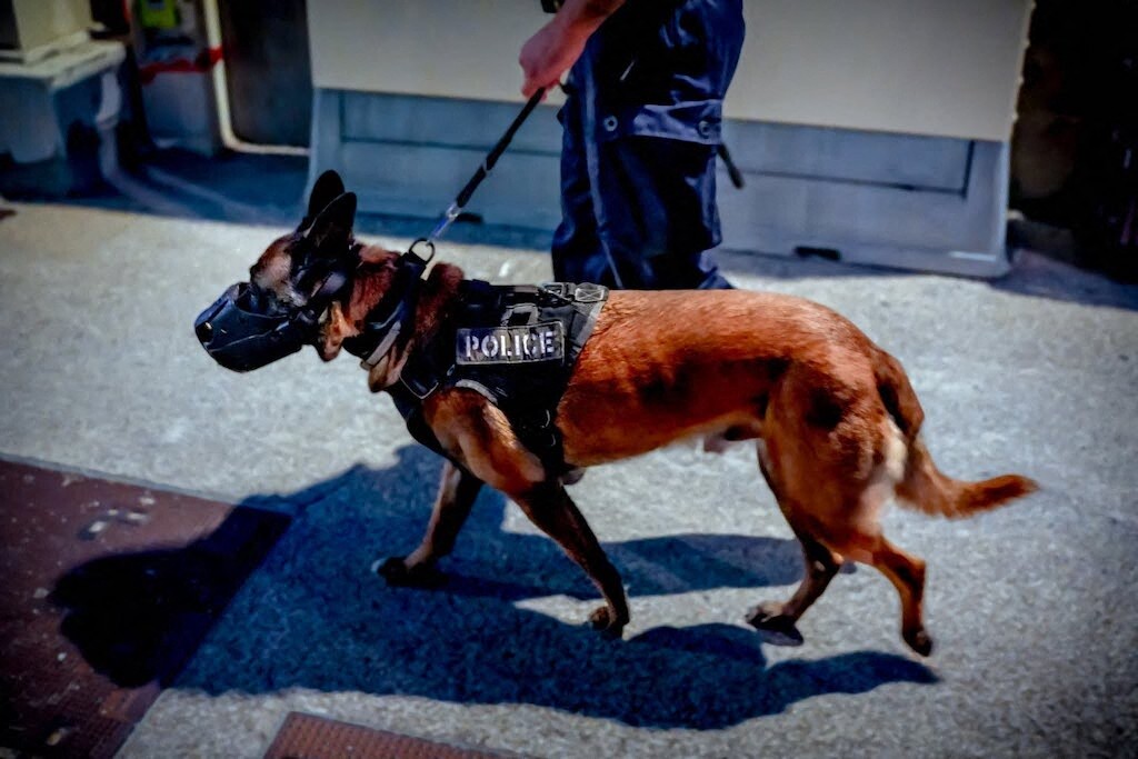 l'agresseur au couteau d'une adolescente arrêté grâce au flair d'un chien de la police