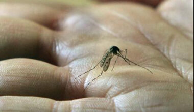 Le virus du chikungunya invalidé pour l'enfant de 5 ans hospitalisé en Gironde