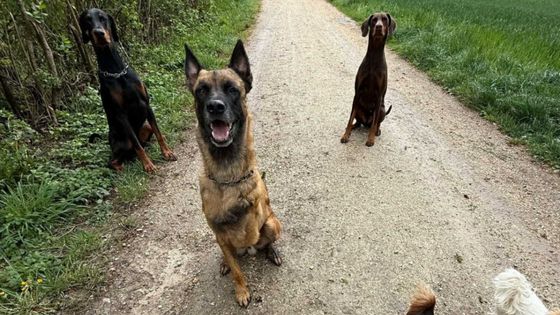 Starck, qui a du être amputé d'une patte, vit désormais en Suisse dans une famille d'accueil