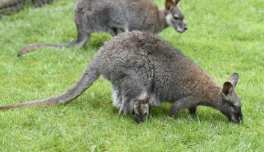 deux wallabies s’échappent de leur enclos, et suscitent l'émoi jusqu’à Lille