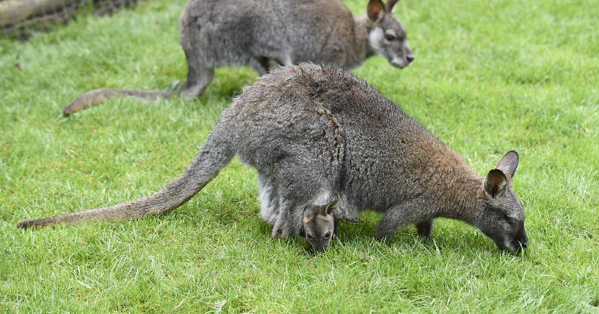 deux wallabies s’échappent de leur enclos, et suscitent l'émoi jusqu’à Lille