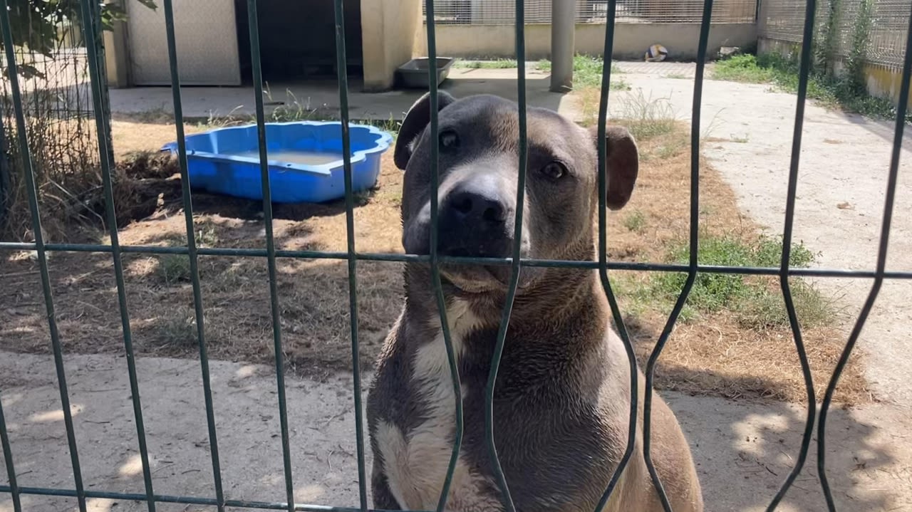 À la SPA de l’Indre, au refuge des Rosiers, des bassines ont été installées pour permettre aux chiens de se rafraîchir.