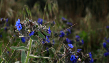 L’Orcanette de Matthiole bientôt réintroduite près de Lyon ?