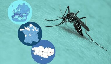En cartes, comment le moustique-tigre s’est diffusé largement en Europe, jusqu’en Bretagne