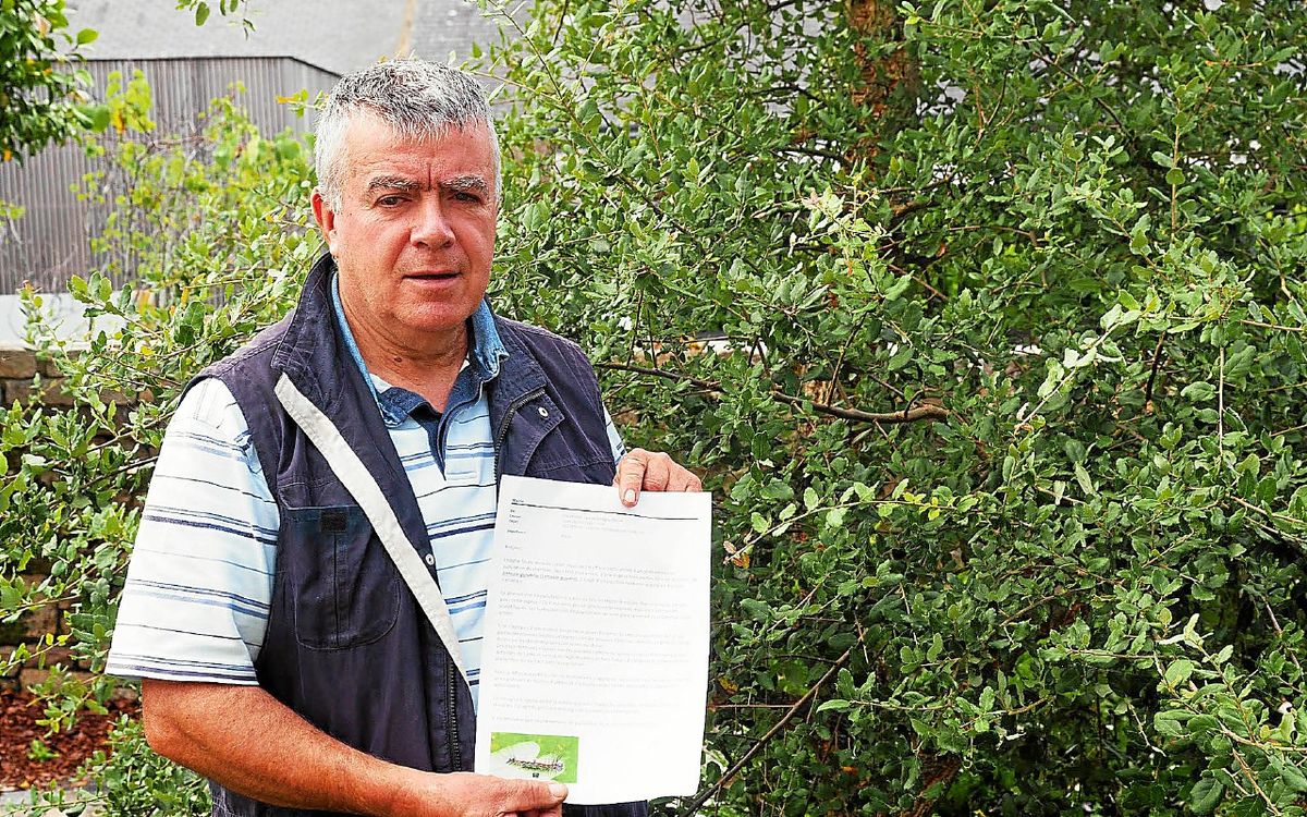 « Ce phénomène de pullulation n’a plus eu lieu en Bretagne depuis plus de dix ans » : les communes du pays d’Auray envahies par des chenilles