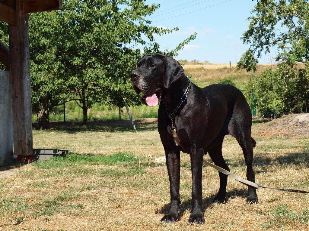 un "puma noir" traqué dans le bois de Montmaur était... un dogue allemand !
