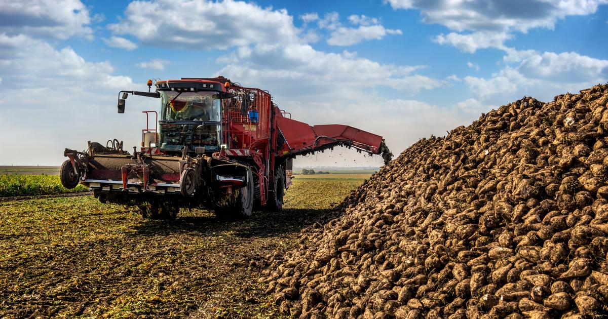 la «pilule amère» pour les betteraviers français