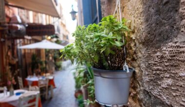 Ces 7 plantes que les moustiques détestent vont sauver vos soirées d’été
