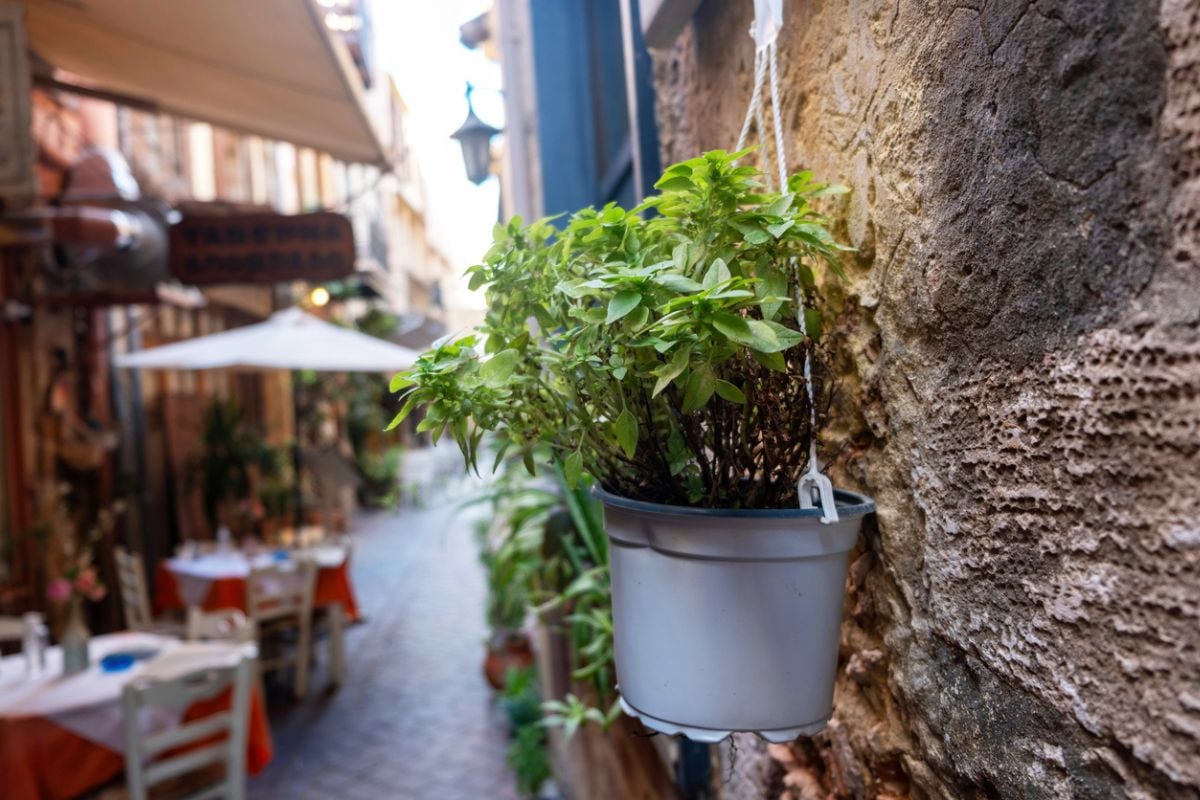 Ces 7 plantes que les moustiques détestent vont sauver vos soirées d’été