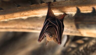 Après une morsure de chauve-souris, il meurt d'un virus "extrêmement rare"