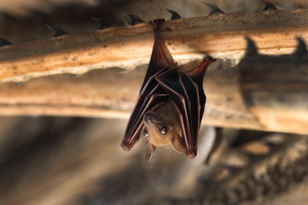 Après une morsure de chauve-souris, il meurt d'un virus "extrêmement rare"