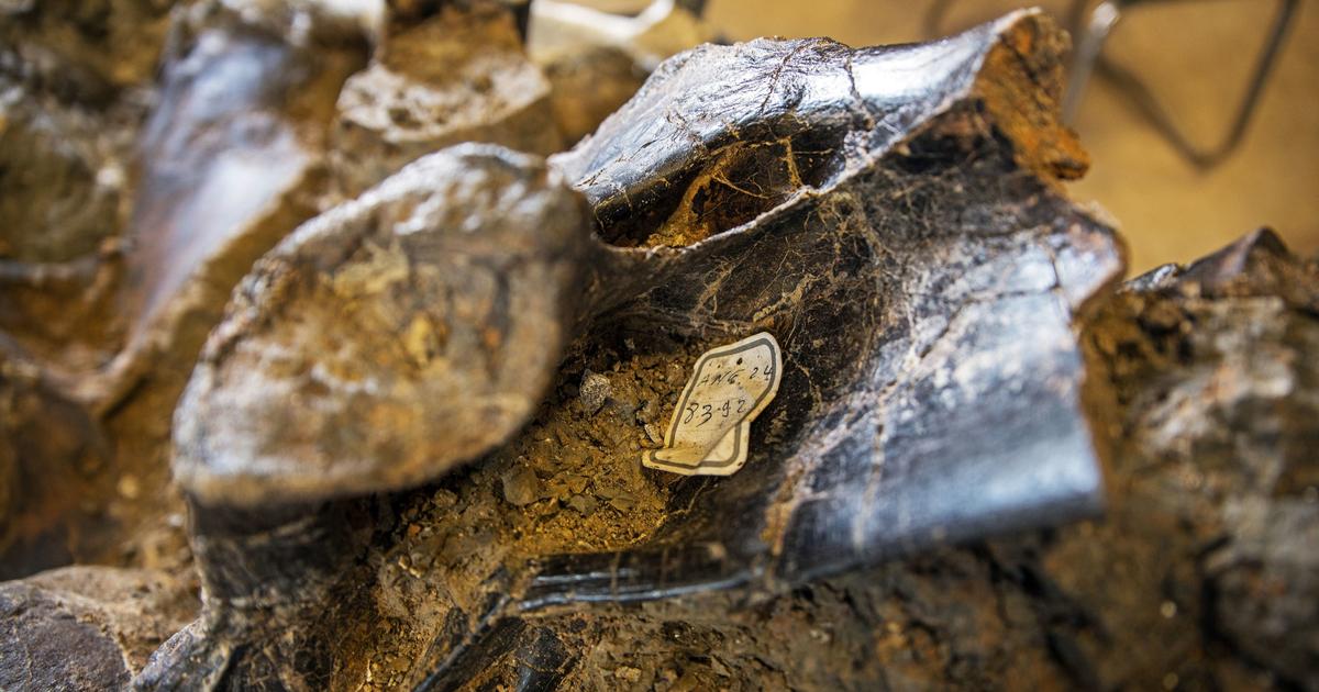 un dinosaure géant découvert en Charente