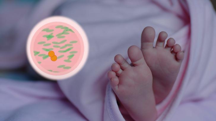 Une méthode de fécondation in vitro (FIV) qui combine 3 ADN a permis la naissance de 8 bébés au Royaume-Uni. 