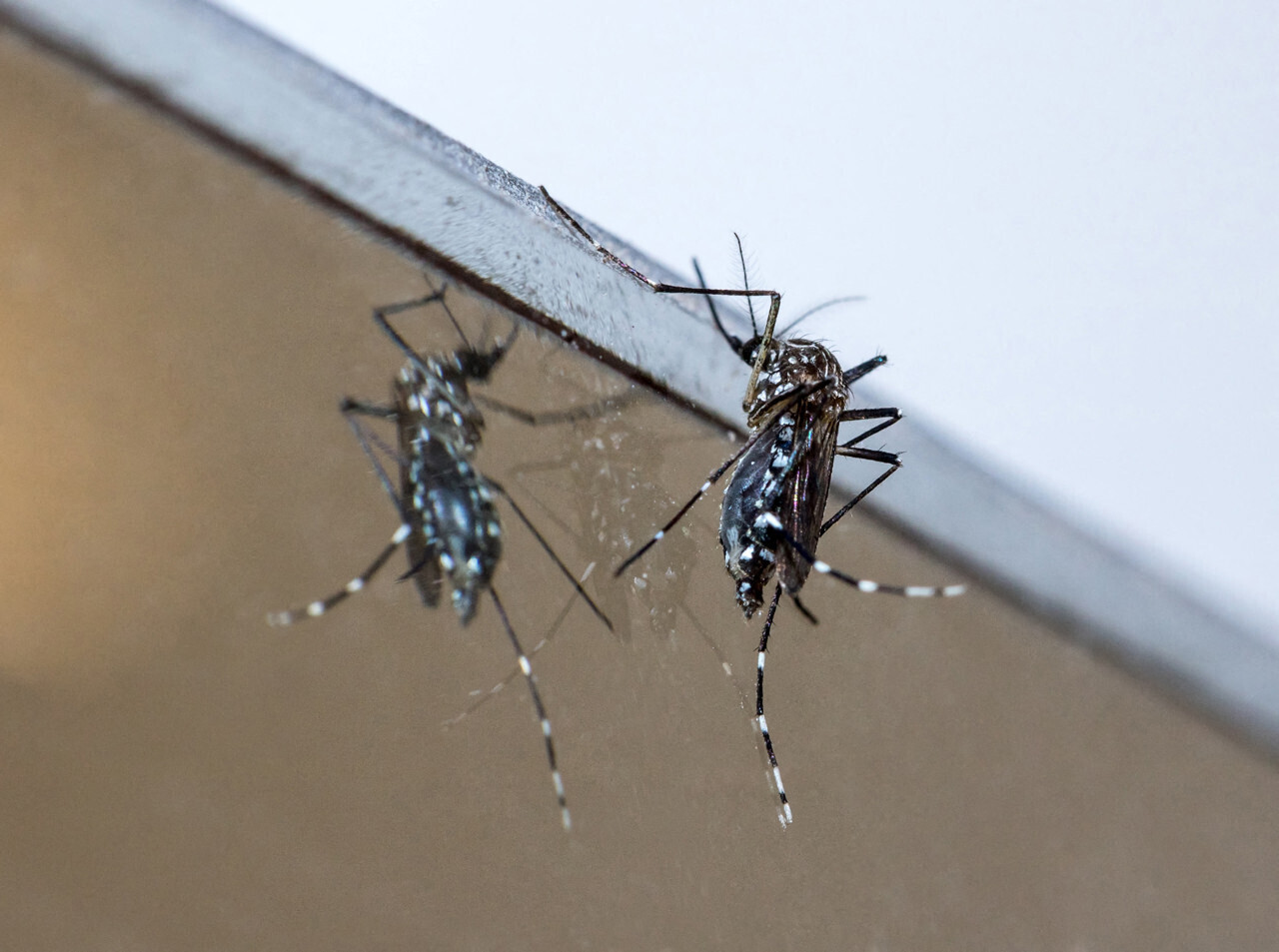 "il faut s'y préparer"... votre ville est-elle colonisée par le moustique-tigre ?