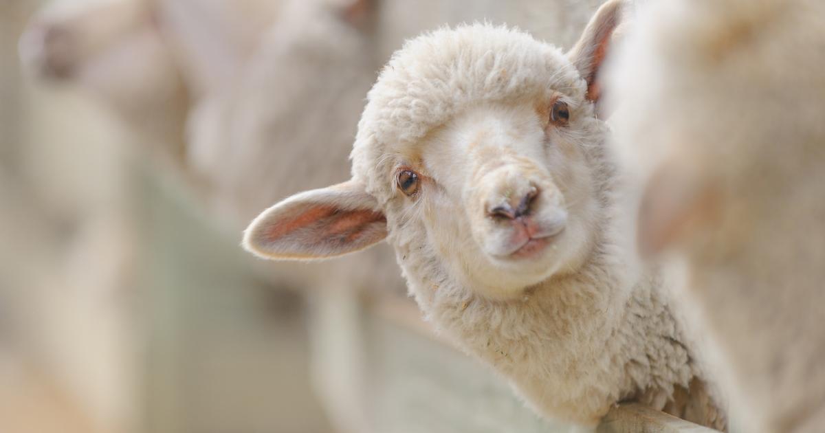 un éleveur de moutons se fait voler un cinquième de son troupeau, au nord de Nantes