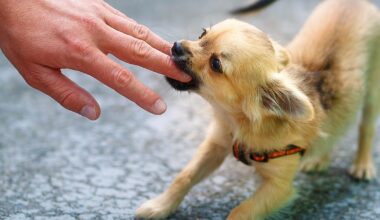 Une griffure ou morsure de votre animal peut, dans de rares cas, tourner au drame