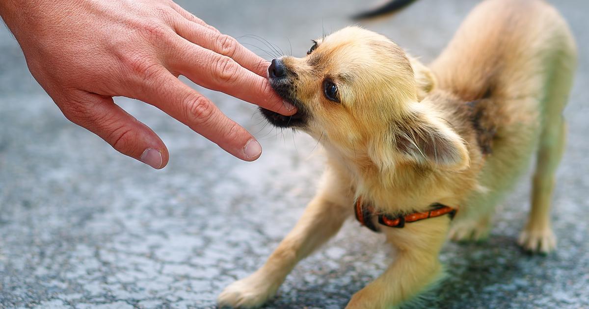 Une griffure ou morsure de votre animal peut, dans de rares cas, tourner au drame