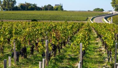 ces Français ont décidé d’investir dans le vignoble bordelais pour le préserver