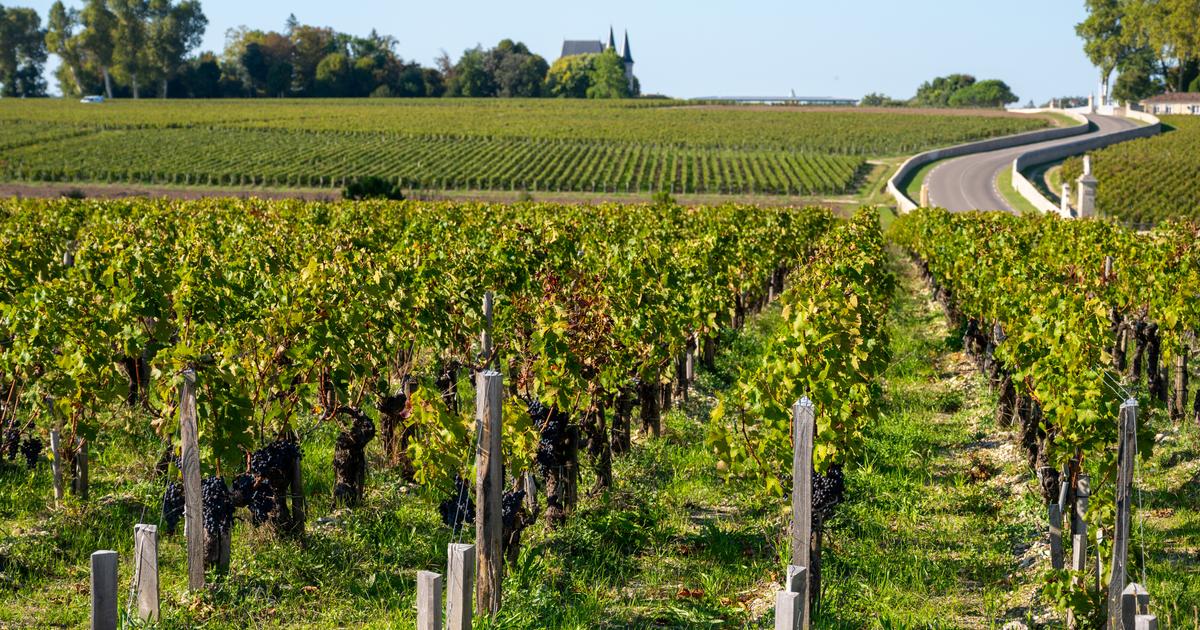 ces Français ont décidé d’investir dans le vignoble bordelais pour le préserver