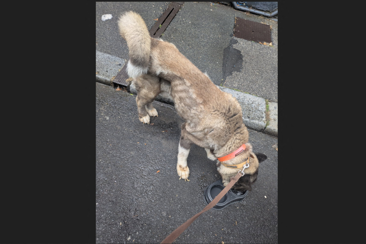 Laissé seul pendant des jours dans un appartement près de Rouen, Kouma a été sauvé juste à temps