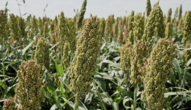 France: boom de la production du sorgho, une céréale adaptée au changement climatique