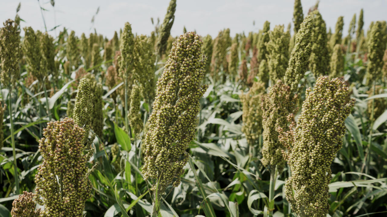 France: boom de la production du sorgho, une céréale adaptée au changement climatique