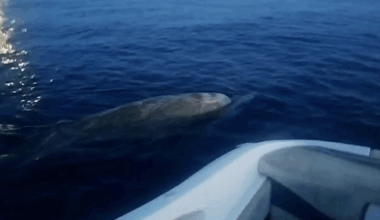 "Nous étions émerveillés, mais aussi un peu effrayés car elle faisait la même taille que le bateau": deux amis observent une baleine au large de Nice