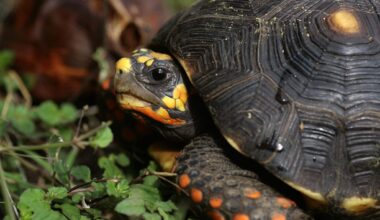tortues