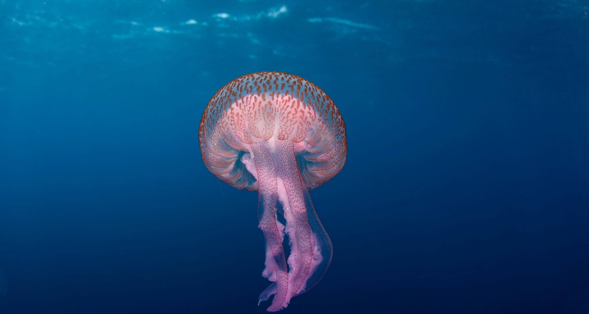 Un nouvel été avec des méduses sur la Côte d’Azur: doit-on s’inquiéter? Un spécialiste explique tout ce qu’il faut savoir en dix questions