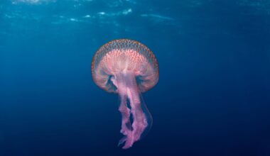 Un nouvel été avec des méduses sur la Côte d’Azur: doit-on s’inquiéter? Un spécialiste explique tout ce qu’il faut savoir en dix questions