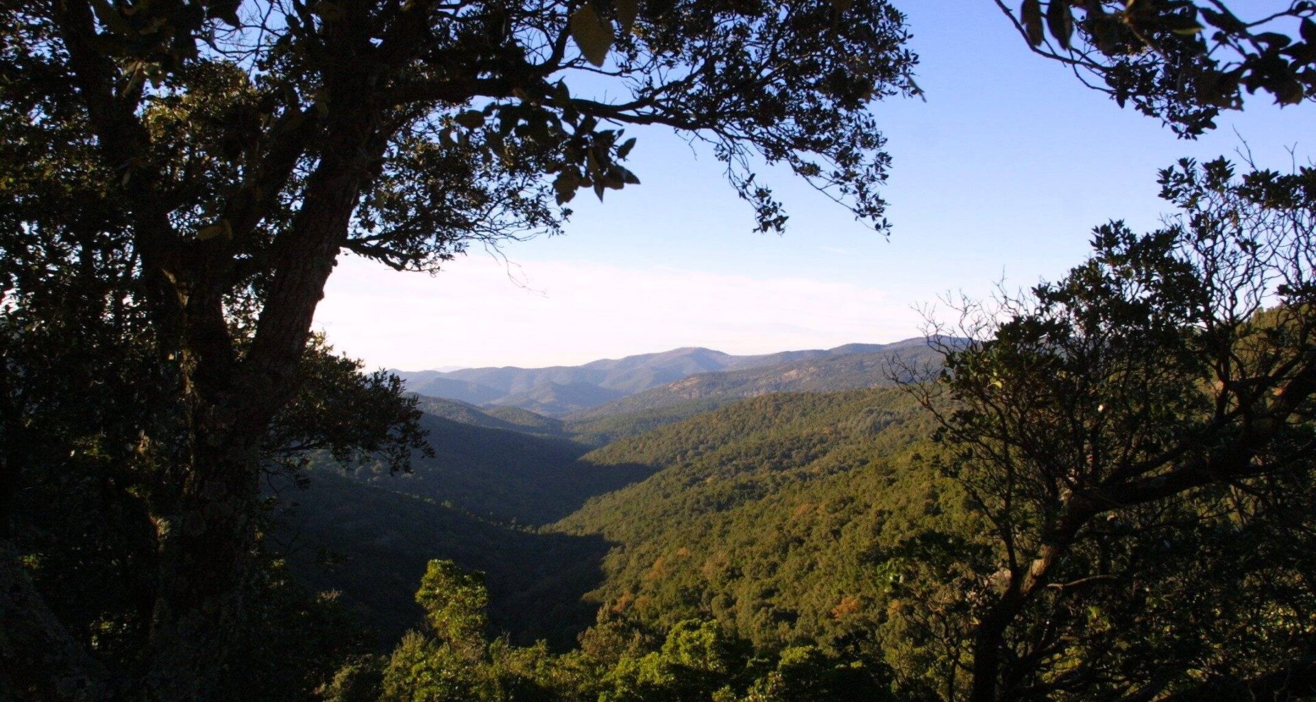 Le risque de feux de forêt monte d’un cran dans le Var: six massifs fermés au public ce lundi