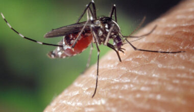Un cas de dengue signalé dans le Var, une opération démoustication à venir