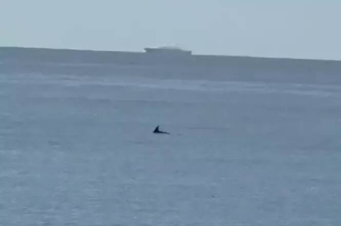 Un aileron surgit au large de Cagnes-sur-Mer... et fait réagir sur les réseaux sociaux
