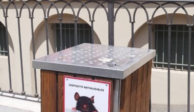 Déjà 1.463 captures: la ville de Nice teste un nouveau piège à contre les rats