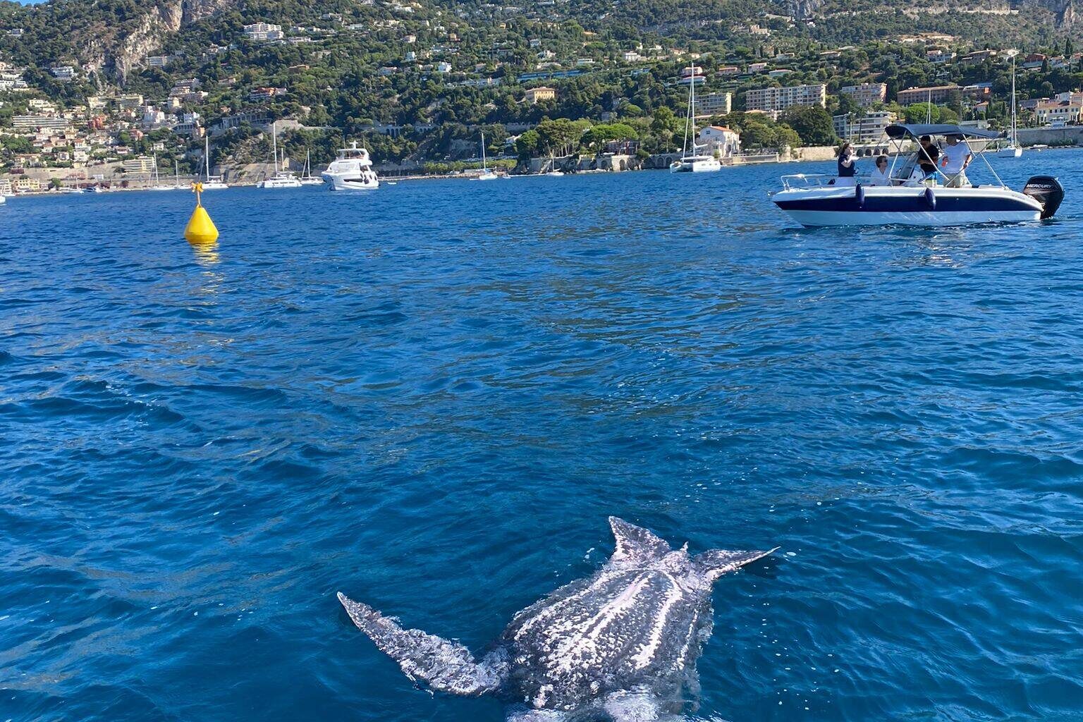 Une tortue luth retrouvée morte flottant dans la rade de Villefranche