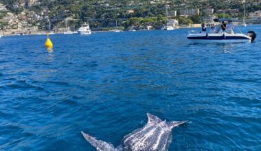 Une tortue luth retrouvée morte flottant dans la rade de Villefranche