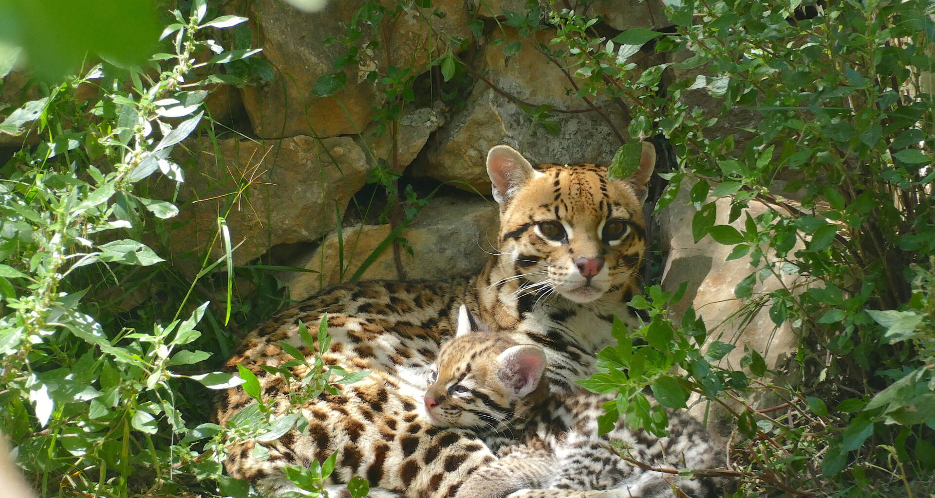 Quelles nouveautés à découvrir cet été, au parc animalier Zoa à Sanary?