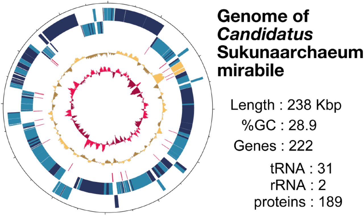 parasite Sukunaarchaeum