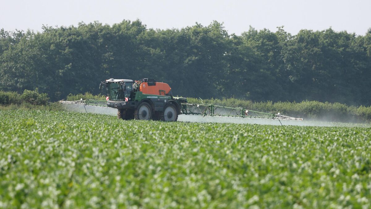 Loi Duplomb : cancer, troubles cognitifs… Le vrai du faux sur l’acétamipride, l’insecticide au cœur des débats - Le Parisien