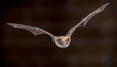 Dans la région. Pourquoi faut-il faire attention aux morsures de chauves-souris ?