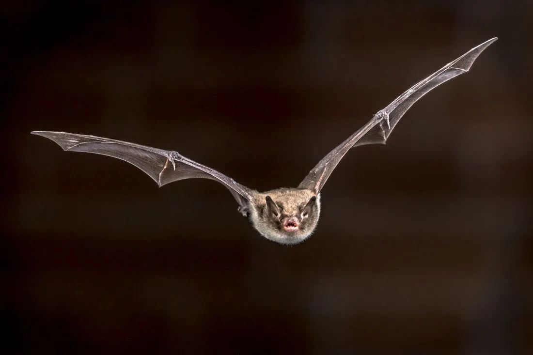 Dans la région. Pourquoi faut-il faire attention aux morsures de chauves-souris ?
