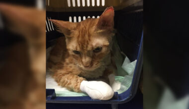 Incendies aux portes de Marseille : au secours des chats blessés ou brûlés
